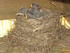 IMG 5188 01