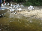 IMG 6581 01